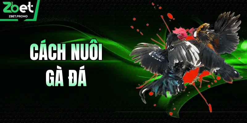 Cách Nuôi Gà Đá - Bí Quyết Luyện Chiến Kê Bất Bại Tại ZBET